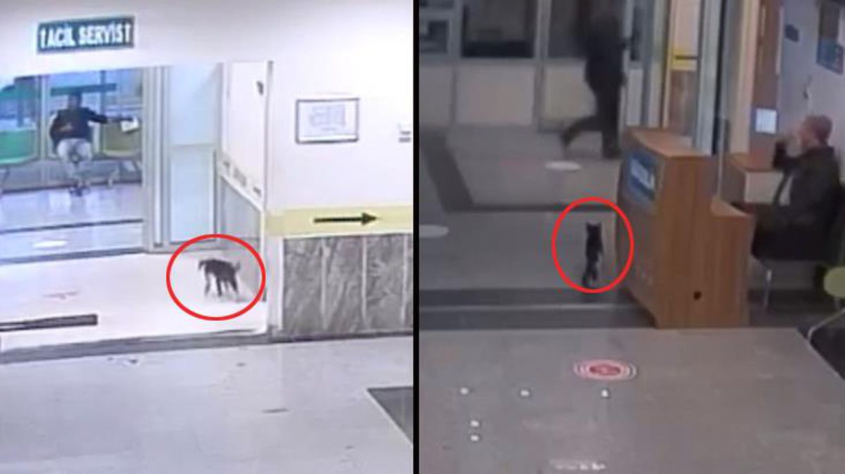 Ayağı kırılan kedi acil servise giderek kendini tedavi ettirdi