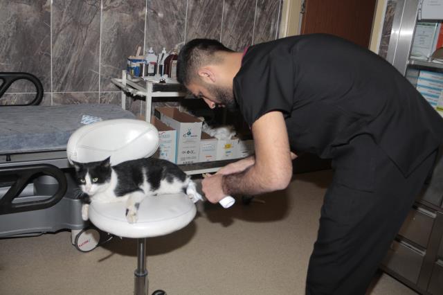 Ayağı kırılan kedi acil servisin yolunu tuttu