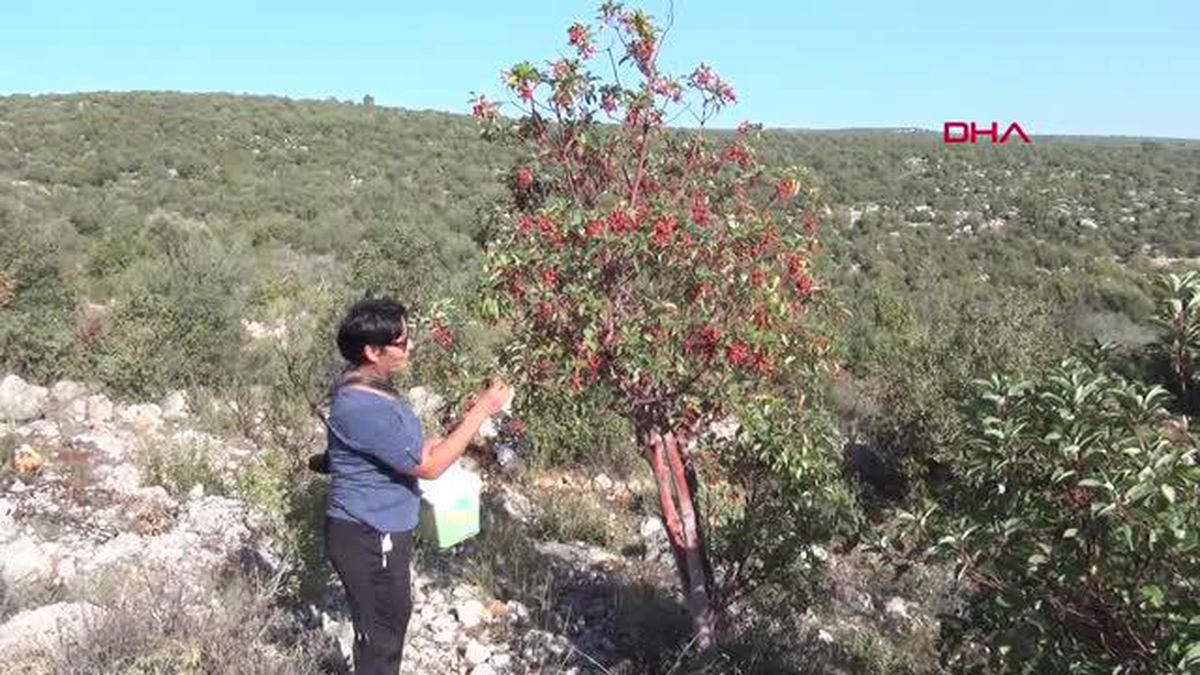 BU ÇİLEK İÇİN DAĞLARA TIRMANIYORLAR