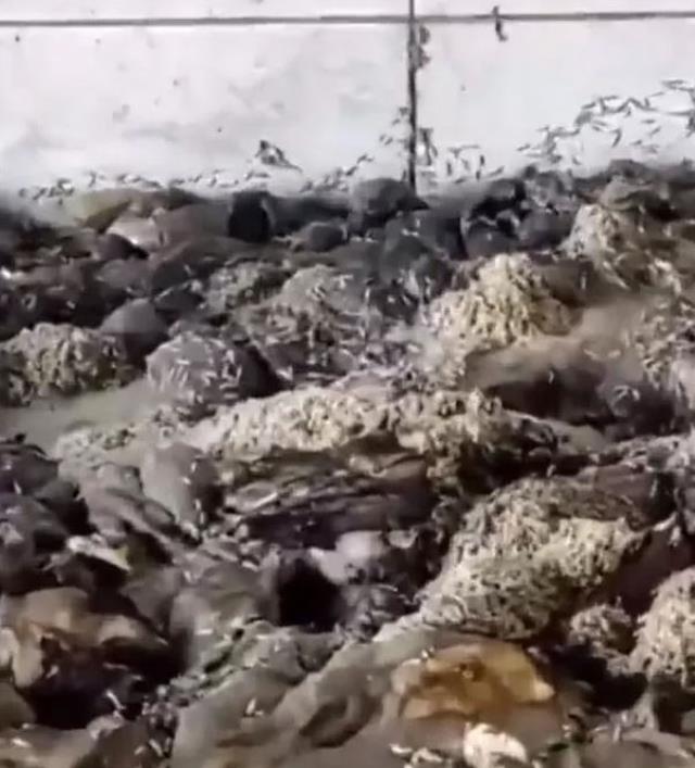 Bunları insanlara yedireceklermiş! Mide bulandıran işkembeciye ekiplerden baskın