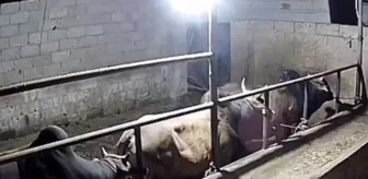 Tüm hayvanlarının ölüsünü bulan çiftçi, gece güvenlik kamerasını izlediğinde hıçkırarak ağladı