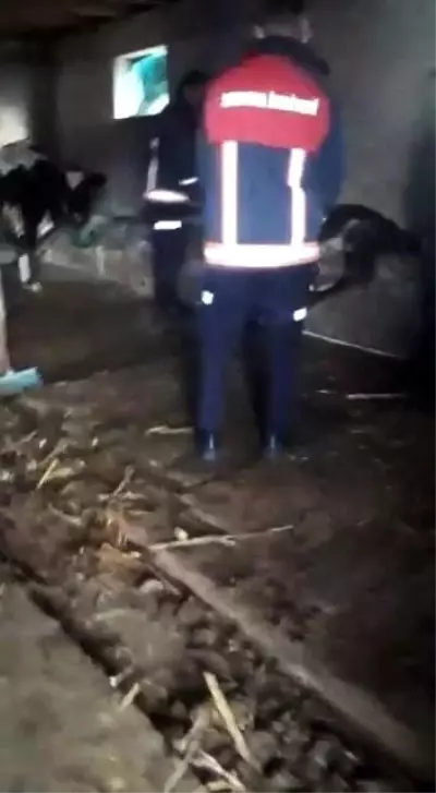 Ahırdan gelen acı seslere koşan çiftçi, gördüğü manzara sonrası hemen yetkilileri aradı