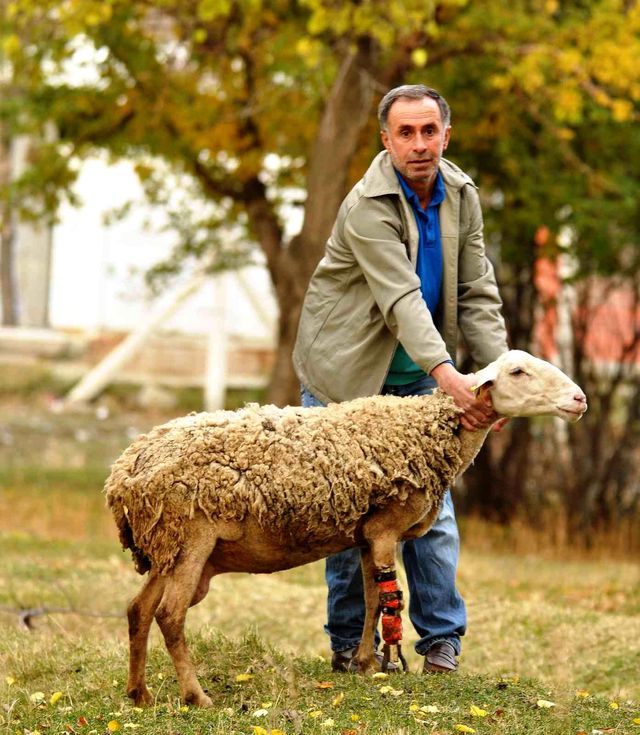 Çoban koyununu perişan halde gördü, yaptığı hareket herkesi hüngür hüngür ağlattı