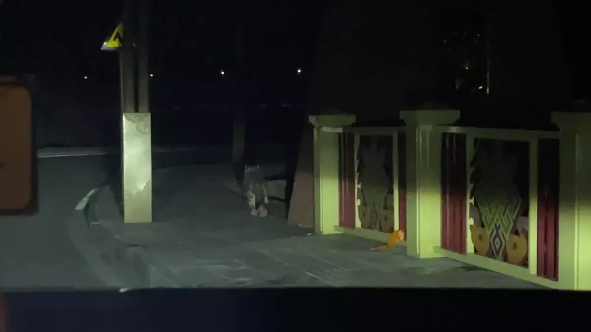 Çin'in Qinghai Eyaletinde Sokakta Kar Leoparı Görüntülendi