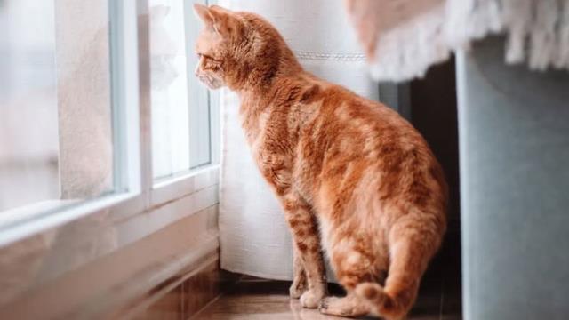 Kedi ve köpek sahibi olanlar 31 Aralık tarihine dikkat! Hayvanınıza çip taktırmak için son gün