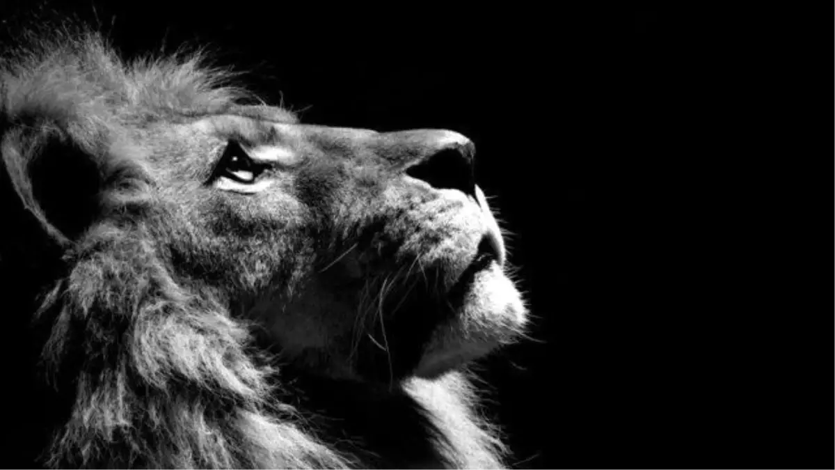 Siyah beyaz fotoğraf renklendirme nasıl yapılır?