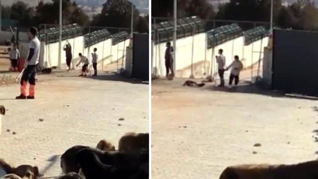 Sokak hayvanlarıyla ilgili nasıl bir yol izlenecek? Bakan Kirişçi son gelişmeyi duyurdu