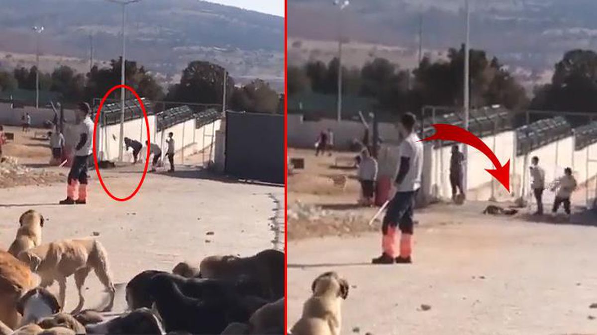 Bakanlık'tan Konya Hayvan Barınağı ile ilgili açıklama: Rutin denetimler eksiksiz yapıldı