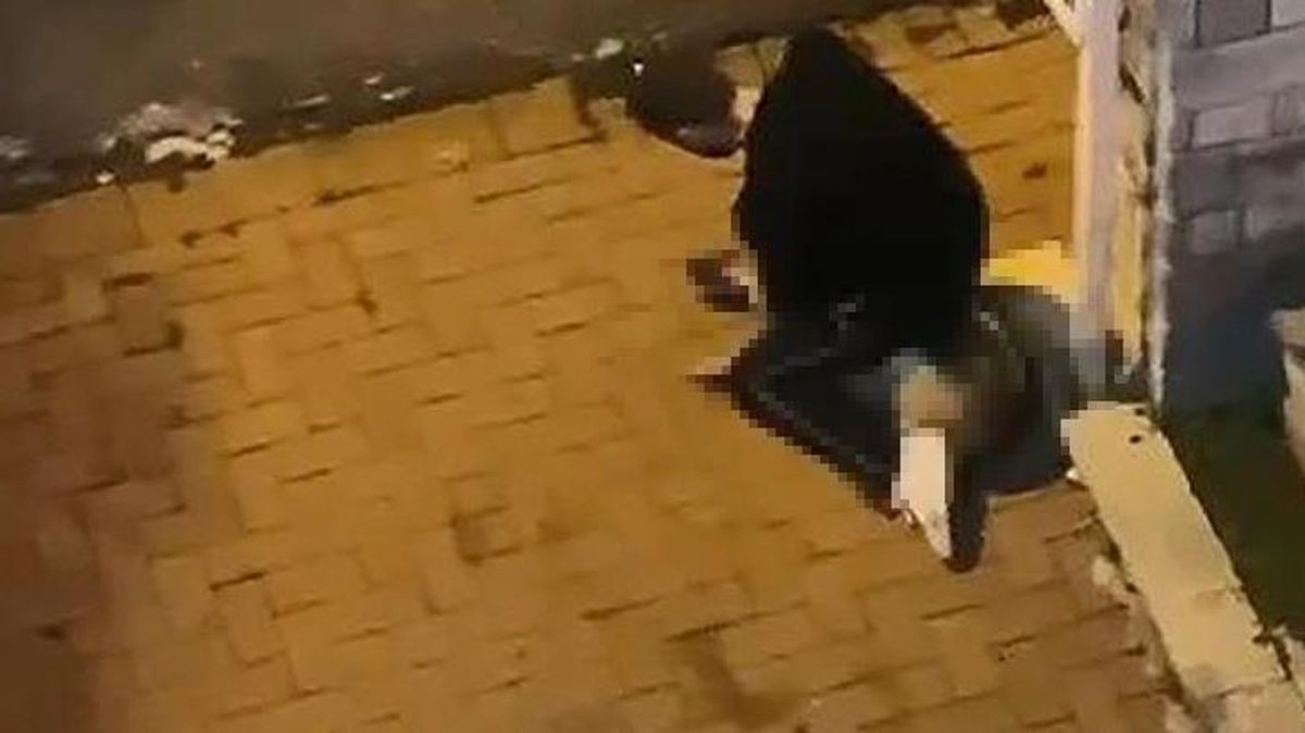 Konya'daki vahşetin ardından kan donduran bir görüntü de İstanbul'da kaydedildi! Köpeği boğmaya çalıştı
