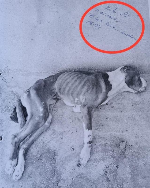 Barınak değil esir kampı! Hayvanların bir deri bir kemik hali yürekleri sızlattı Barınak değil esir kampı! Hayvanların bir deri bir kemik hali yürekleri sızlattı