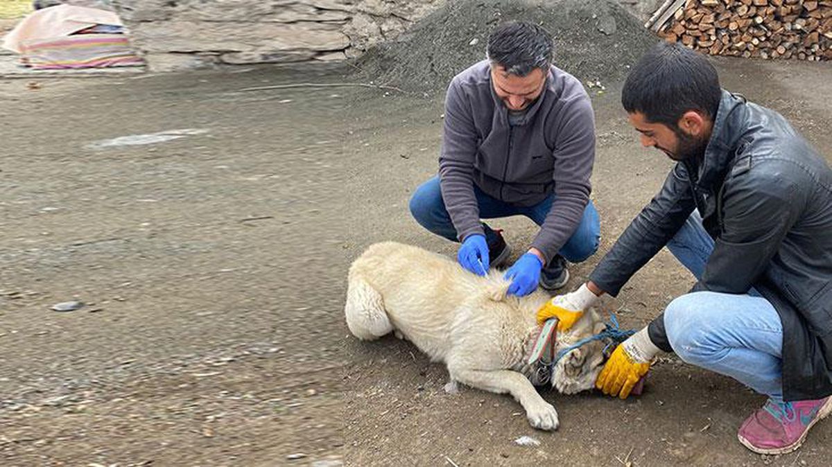 Bitlis'ten sonra bu sefer de Kars! 1 köy kuduz nedeniyle karantinaya alındı