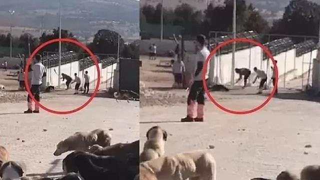 Konya'da başına kürekle vurulan köpeğin yaşadığı iddiası yanlış