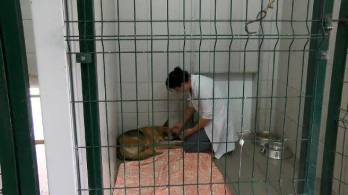 Sarıyer'de köpeği boğan yakalandı mı? Köpeği boğan adam tutuklandı mı?