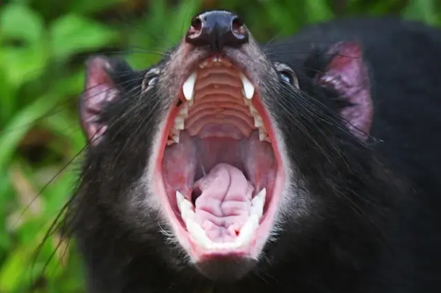 Dört Tazmanya Canavarı Singapur'daki Yaban Hayatı Parkında Ziyaretçilerle Buluştu Dört Tazmanya Canavarı Singapur'daki Yaban Hayatı Parkında Ziyaretçilerle Buluştu