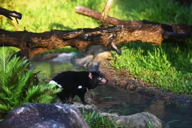Dört Tazmanya Canavarı Singapur'daki Yaban Hayatı Parkında Ziyaretçilerle Buluştu Dört Tazmanya Canavarı Singapur'daki Yaban Hayatı Parkında Ziyaretçilerle Buluştu