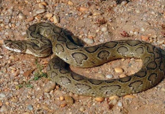 Rüyasında yılanlar tarafından ısırıldığını gören çiftçi falcıya koştu! Aldığı tavsiye hayatını zindan etti Rüyasında yılanlar tarafından ısırıldığını gören çiftçi falcıya koştu! Aldığı tavsiye hayatını zindan etti