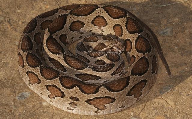 Rüyasında yılanlar tarafından ısırıldığını gören çiftçi falcıya koştu! Aldığı tavsiye hayatını zindan etti Rüyasında yılanlar tarafından ısırıldığını gören çiftçi falcıya koştu! Aldığı tavsiye hayatını zindan etti