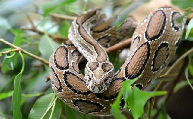 Rüyasında yılanlar tarafından ısırıldığını gören çiftçi falcıya koştu! Aldığı tavsiye hayatını zindan etti Rüyasında yılanlar tarafından ısırıldığını gören çiftçi falcıya koştu! Aldığı tavsiye hayatını zindan etti