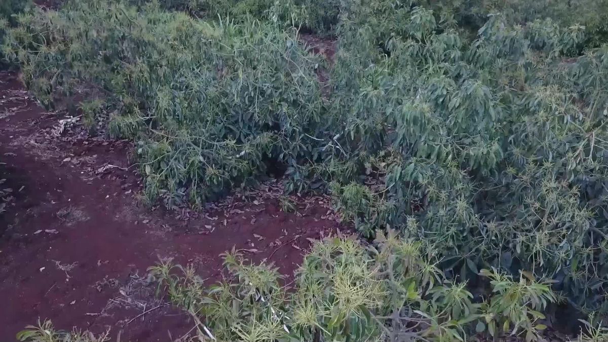 Yeşil Kanal, Kenya'nın Çin'e Avokado İhracatını Kolaylaştırıyor
