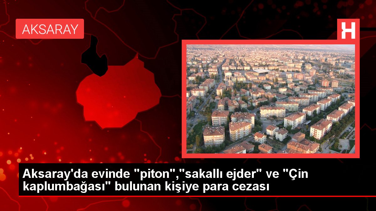 Aksaray'da evinde 'piton','sakallı ejder' ve 'Çin kaplumbağası' bulunan kişiye para cezası