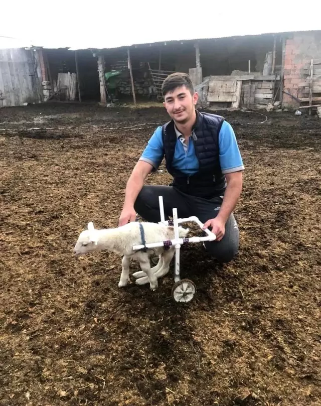 Felçli doğan kuzuya yürüteç yapıldı, gittiği ilk yer bakın neresi oldu