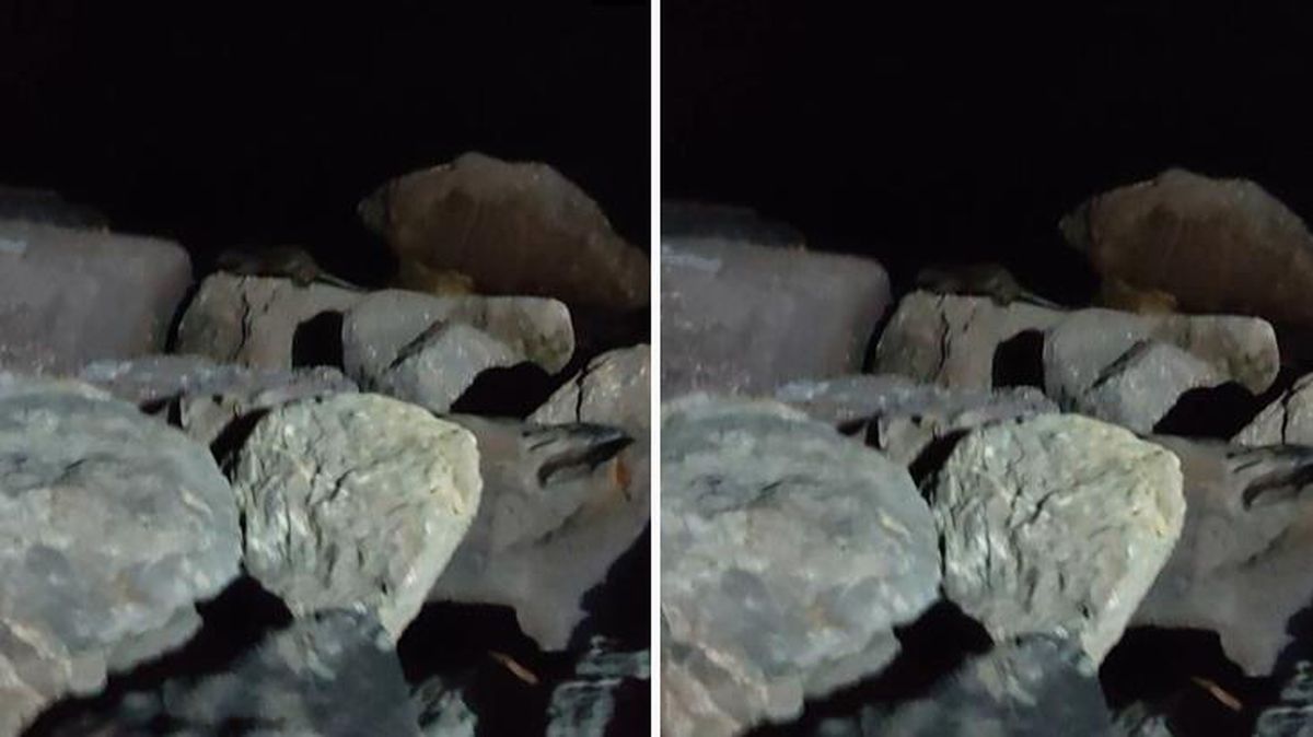 Kartal Sahili'nde ortaya çıkan su samuru şaşkınlık yarattı! Görenler cep telefonuna sarıldı