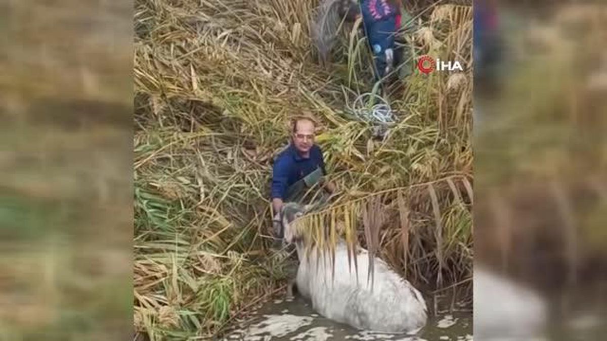 Manisa'da dereye düşen atı itfaiye böyle kurtardı