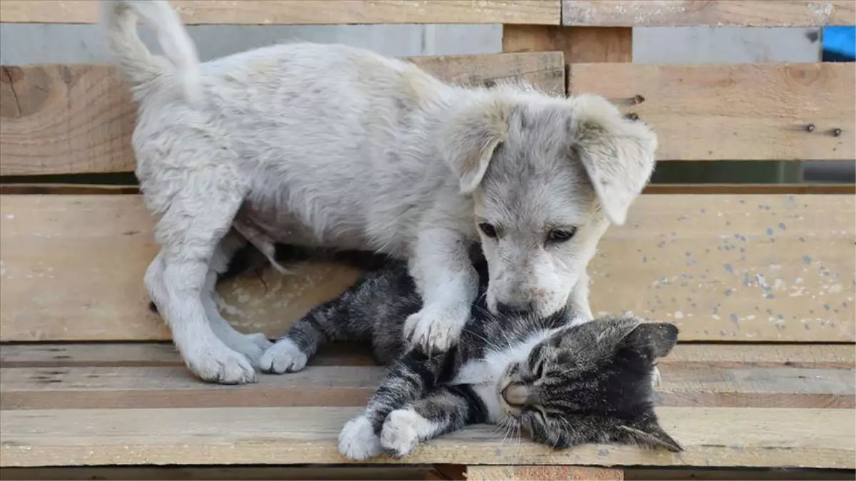 Kedi ve Köpeklerde çip takmak zorunlu mu? Evcil hayvanlara çip neden takılır?