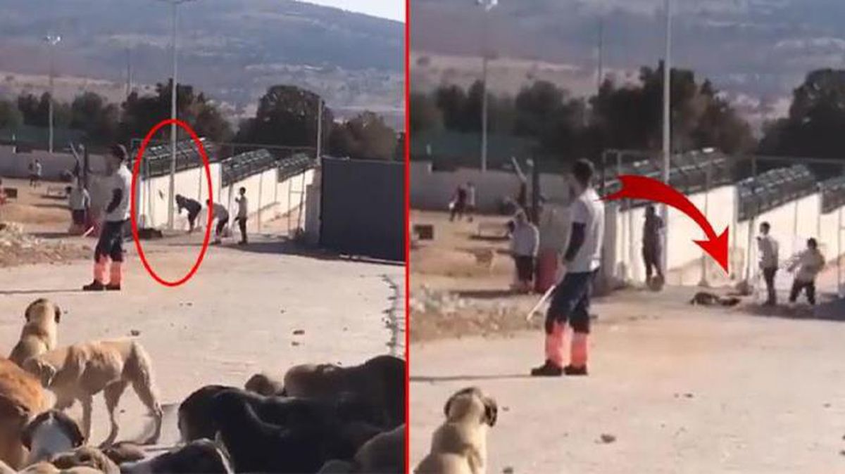 Konya'daki barınakta köpeği kürekle vurarak öldüren caniler için 4 yıla kadar hapis istendi