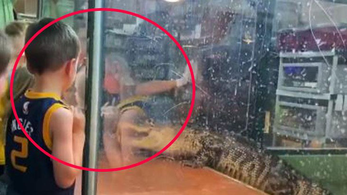 Timsah kadın bakıcısını yakalayıp suya çekti, korkusuz ziyaretçi gözünü karartıp kafese daldı