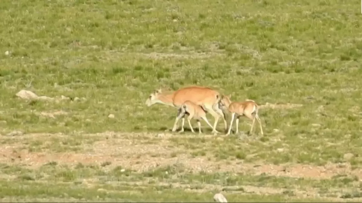 Nesli Tükenme Tehdidi Altındaki Moğol Saiga Antiloplarının Nüfusu Yaklaşık 14.000'e Çıktı
