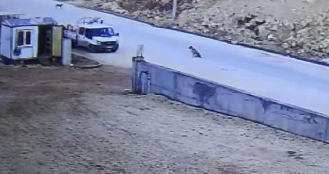 Köpeğe çarpmamak için manevra yapan minibüs, kamyonete çarptı: 2 ölü, 3 yaralı