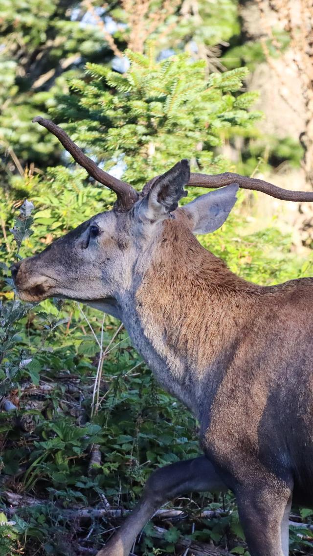 Boynuzlarında genetik bozukluk olan kızıl geyik Sivas'ta görüntülendi Boynuzlarında genetik bozukluk olan kızıl geyik Sivas'ta görüntülendi