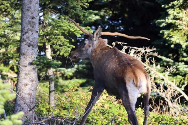 Boynuzlarında genetik bozukluk olan kızıl geyik Sivas'ta görüntülendi Boynuzlarında genetik bozukluk olan kızıl geyik Sivas'ta görüntülendi