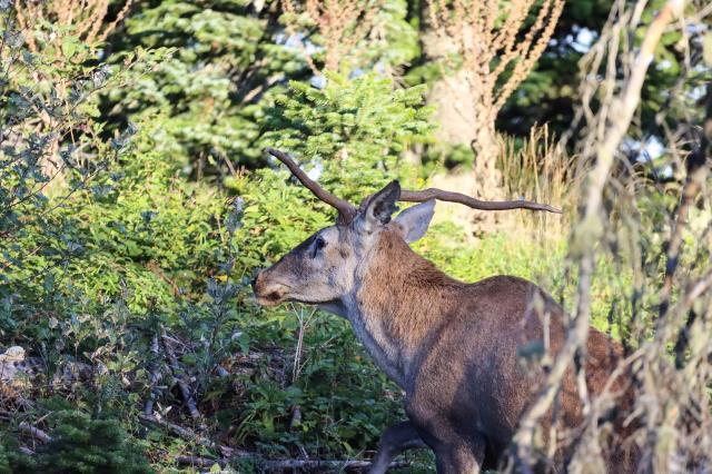 Boynuzlarında genetik bozukluk olan kızıl geyik Sivas'ta görüntülendi! Çiftleşme şansı neredeyse yok Boynuzlarında genetik bozukluk olan kızıl geyik Sivas'ta görüntülendi! Çiftleşme şansı neredeyse yok