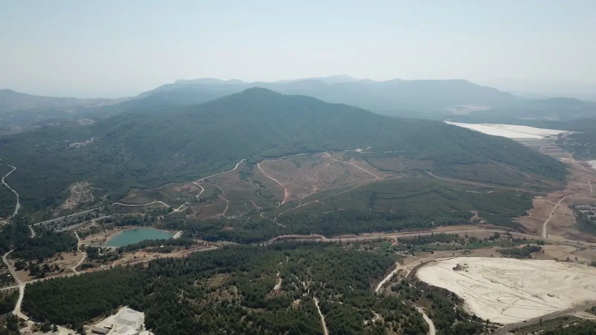 'Ağaç tarımı' yapılarak ekolojik ormanları korumak mümkün