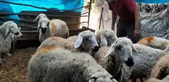 Koca köy diken üstünde! Gece ahıra dalan gizemli yaratık koyunları yedi