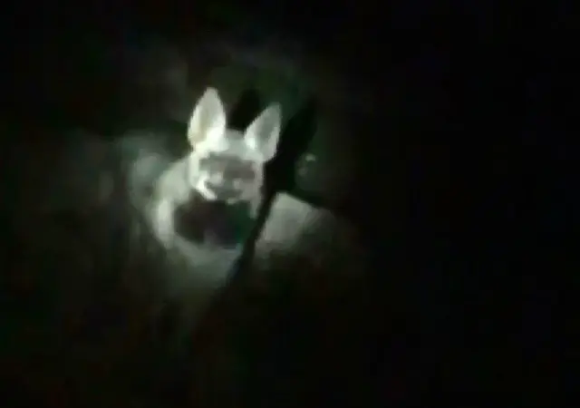 Karanlıkta karşısına 2 sırtlan çıktı Karanlıkta karşısına 2 sırtlan çıktı