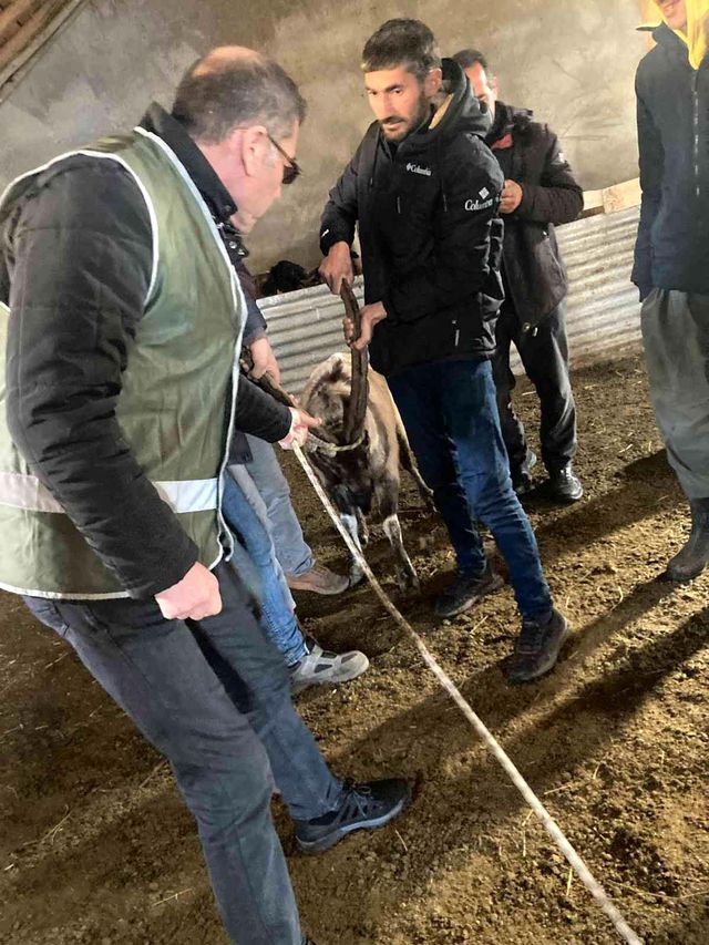 Kurtlardan kaçan dağ keçisi, koyun sürüsü sayesinde hayatta kaldı