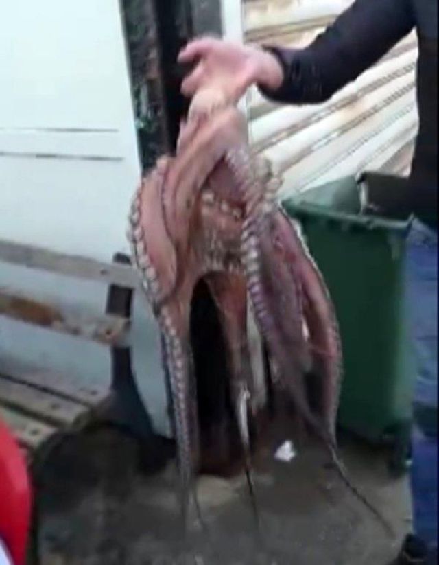 6 kiloluk ahtapotu denize atlayıp eliyle yakaladı!