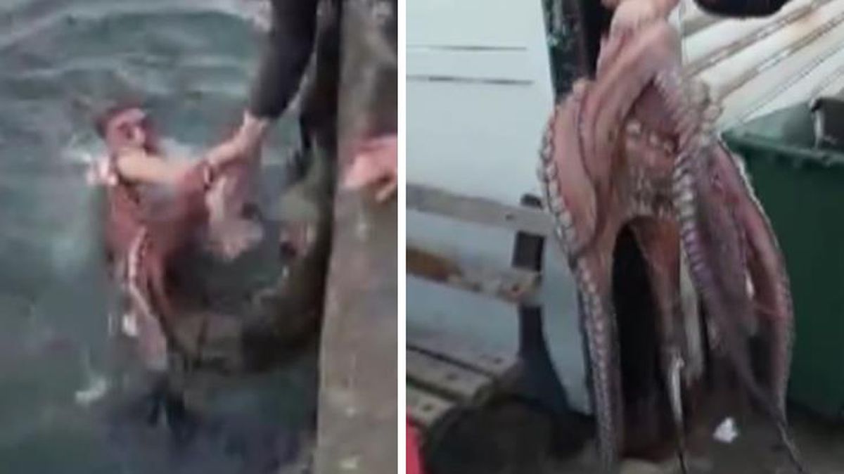 6 kiloluk ahtapotu denize atlayıp elleriyle yakaladı! Tam 2 bin 250 liraya sattı