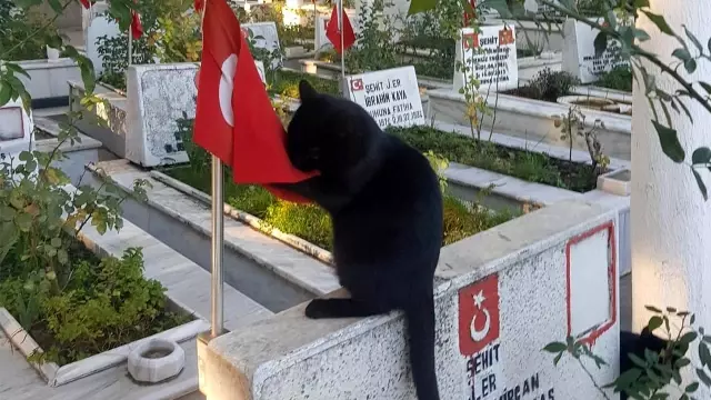 Kahramanmaraş'ın vatansever kedisi! Türk bayrağına yönelik hareketi koca kenti ağlattı