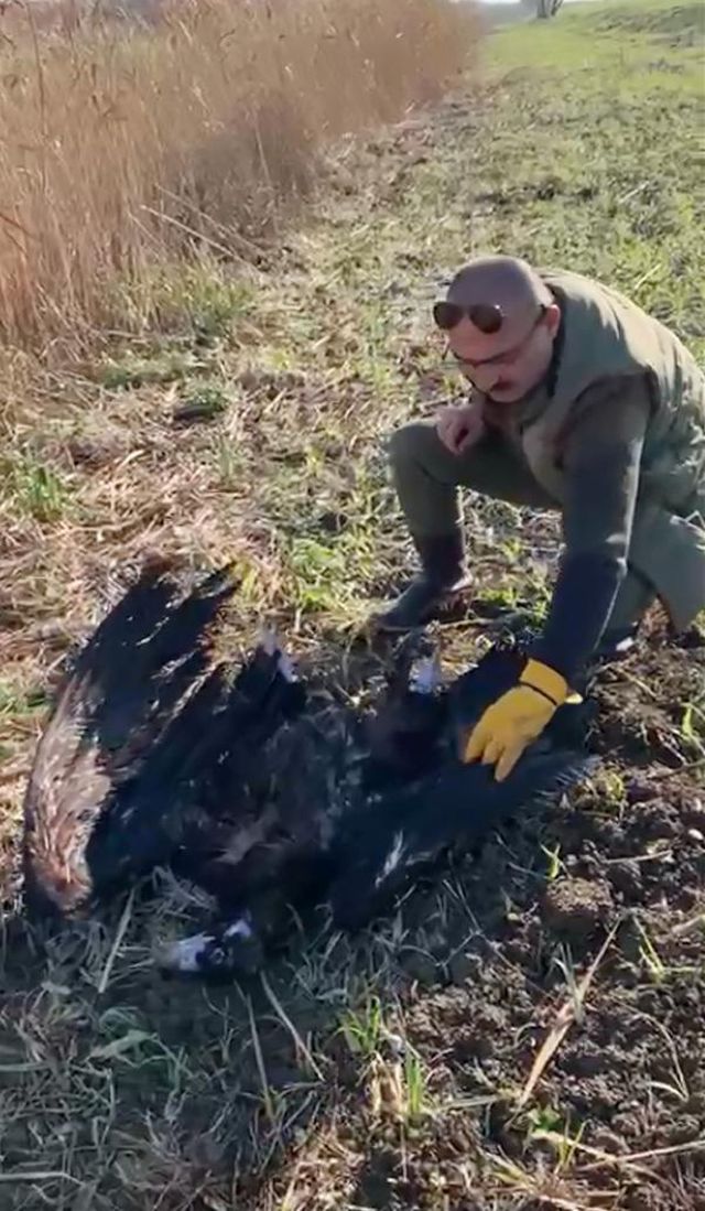 UYDU VERİCİLİ KARA AKBABA, ÇATALCA'DA SİLAHLA ÖLDÜRÜLDÜ UYDU VERİCİLİ KARA AKBABA, ÇATALCA'DA SİLAHLA ÖLDÜRÜLDÜ
