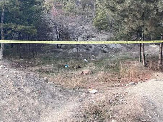 Tüfekle vurulmuş 4 köpek ölüsü bulundu
