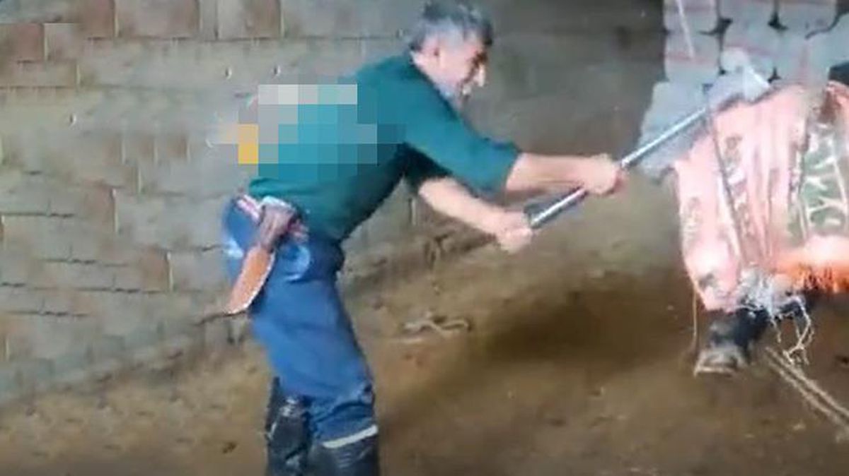 Keseceği boğayı balyozla öldüren sanık 36 gün sonra tahliye edildi