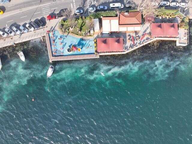 İstanbul Boğazı'nda deniz anası istilası