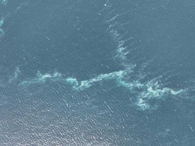 İstanbul Boğazı'nda deniz anası istilası