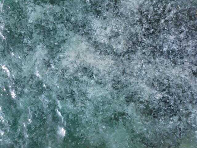 İstanbul Boğazı'nda deniz anası istilası
