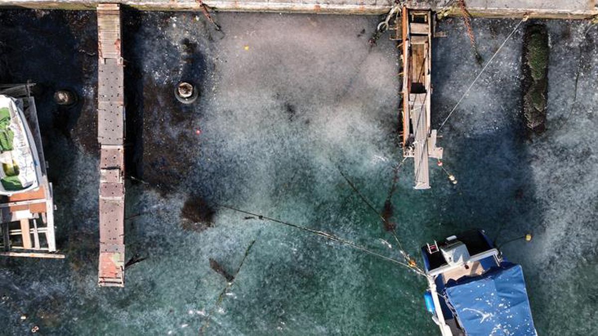 İstanbul Boğazı'nda deniz anası istilası! Sahil maviden beyaza döndü