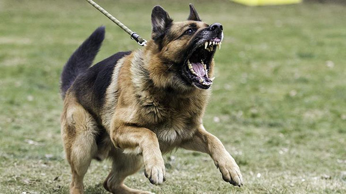 Belçika'da köpek saldırısına uğrayan bebeğin kolu ve bacağı kesildi